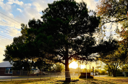 Aleppo pine.png